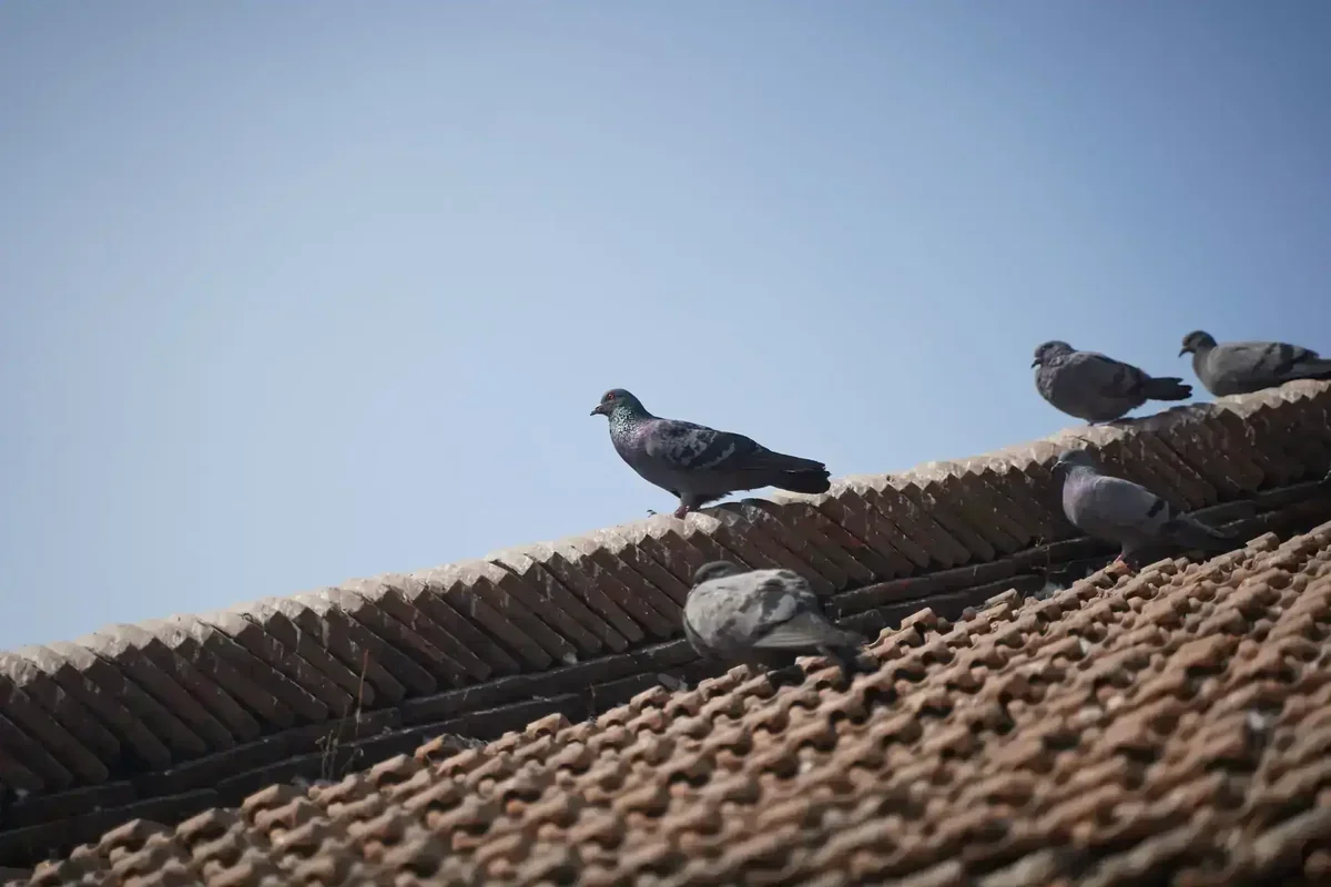Pombos em um telhado de telhas de barro sob um céu azul claro